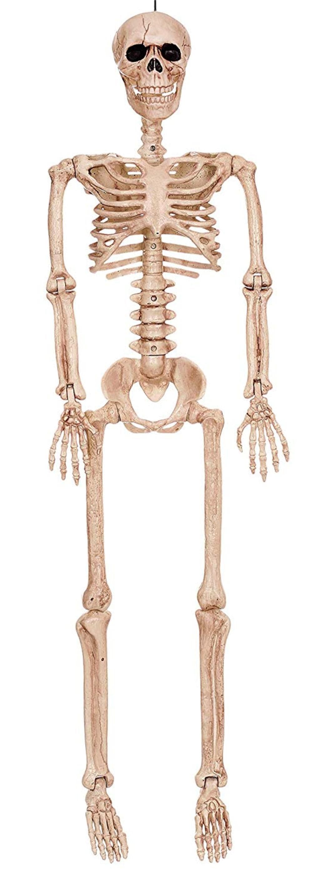 Posable Skeleton 36in