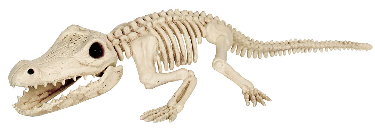 Crocodile Skeleton 34.5"