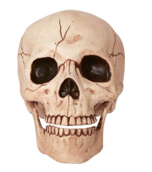 Skull with Moveable Jaw 6in
