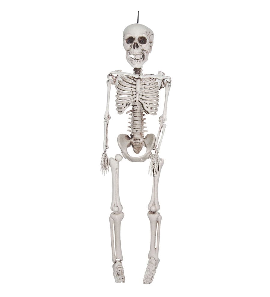 Realistic 35in Skeleton Halloween Prop