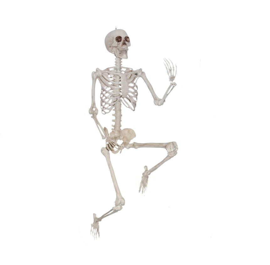 Pose & Hold Lifesize 60in Skeleton